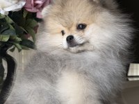 Pomeranian Boo Köpeği
