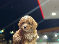 TOYPOODLE DİŞİ/ERKEK