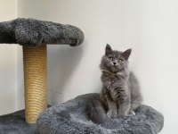 Gri british longhair cinsi yavrumuza yuva arıyoruz