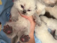 British shorthair blue point