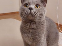 Erkek scottish fold british shorthair 2 yaşında