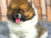 ayıcık suratlı pomeranian boo