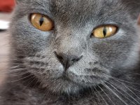 Dişi 2 yaşında british shorthair