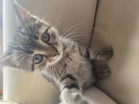 Ücretsiz tekir kedi sahiplenme