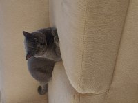 British shorthair erkek tosun gibi