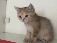 Safkan british shorthair