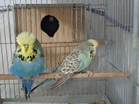 Show jumbo muhabbet kuşu