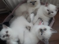 British Blue Point