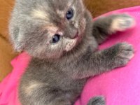 Scottish fold dişi 46 günlük