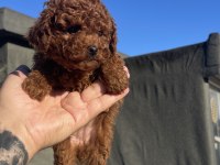 DİŞİ RED BRAWN TOY POODLE YAVRU