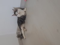 Şecereli main coon çifti