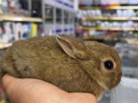Cüce Tavşanlar Netherland Dwarf Yavrularımız