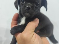 2 Aylık Dişi Pug Mops