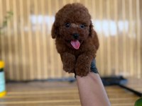 Toy Poodle Bebekler Referans Yavru