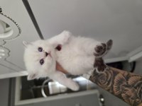 Panda kafa bebişlerim
