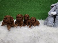 Bizimle iletişime geçmeden karar vermeyin poodle