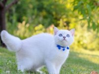British shorthair dişi