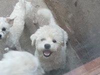 Maltese terrier sıfır numara köpeklerimiz