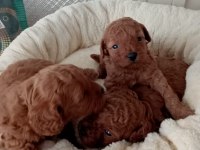 Güzel poodle bebekler