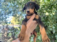 Doberman Yavrularımız Bursa Türkiye Tüm İller