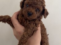Red Brown Toy Poodle