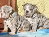 RENKLİ İNGİLİZ BULLDOG ÇOCUKLAR