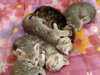 British shorthair bebişlerimizi sahiplendiriyoruz