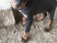 Doberman 35 günlük dişi