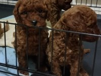 Şecereli Red Brown Kore Toy Poodle Yavruları