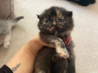 British longhair 2 adet yavru verilecek