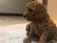 ORJİNAL TOY POODLE