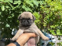 Oyuncu sevimli pug bebekler