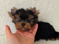 ŞECERE EVRAKLI Yorkshire Terrier Bebekler