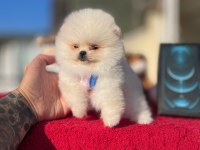 Pomeranian teddy face yavrular