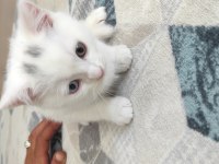 2 aylık 3 erkek yavru british shorthair