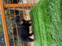 Son dişi yavru rottweiler