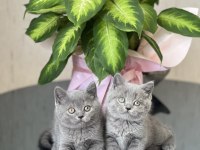 Blue Sevecen British Shorthair Yavrum