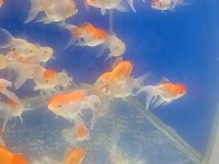 Oranda balıklarımız