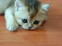 Safkan British Shorthair Yavruları
