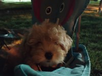 Maltipoo yavru köpeğim