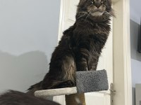 Şecereli Çift Maine Coon