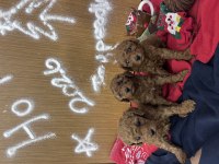 Yeni yıl bebekleri poodle