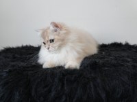Safkan British Longhair Erkek Yavru