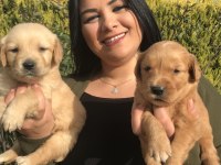Baby Face Golden Retriever Yavrularım