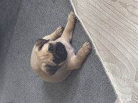 PUG YAVRU SAHİBİNDEN SAHİPLENDİRME ÜCRETLİ