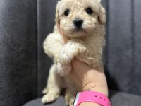 Her Renk Maltipoo Yavrumuzu Canlı Görebilirsiniz