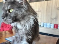 Orjinal saf kan full secereli parmak main coon