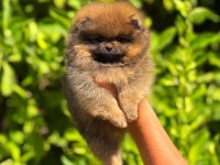POMERANİAN BEBEK SURATIMIZ YENİ YUVASINI ARIYOR