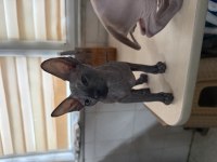 3 AYLIK SFENKS YAVRU KEDİLER