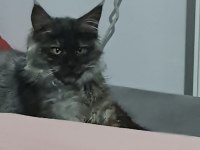 Acil 3 aylık uygun maine coon black smoke erkek